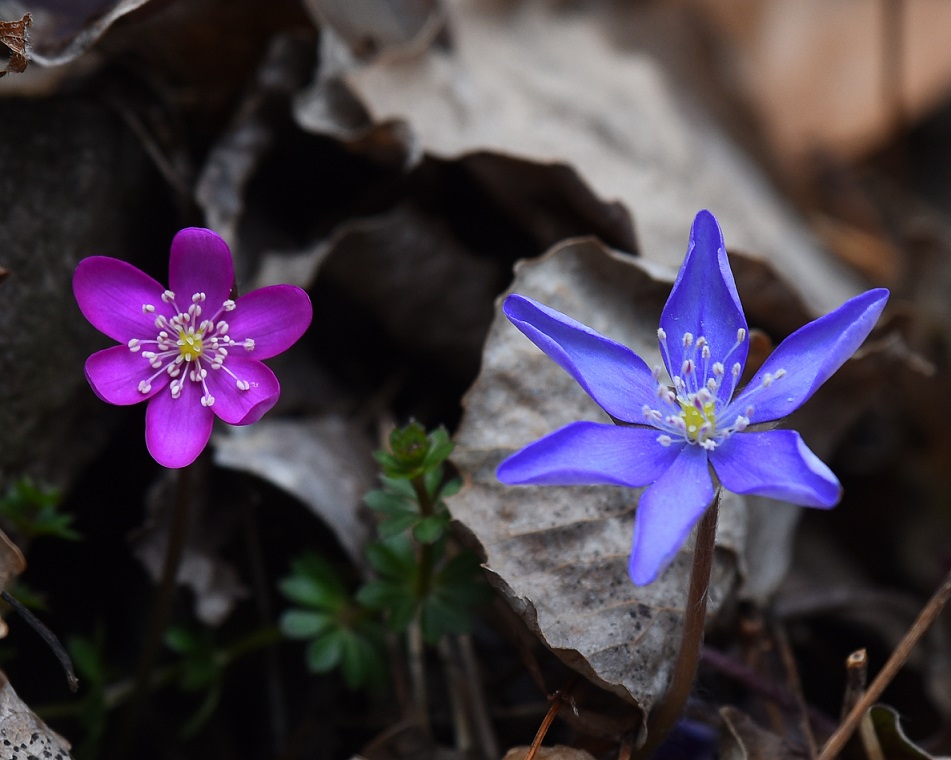 Hepatica nobilis  (Ranunculaceae)